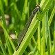 Coenagrion pulchellum dark form female